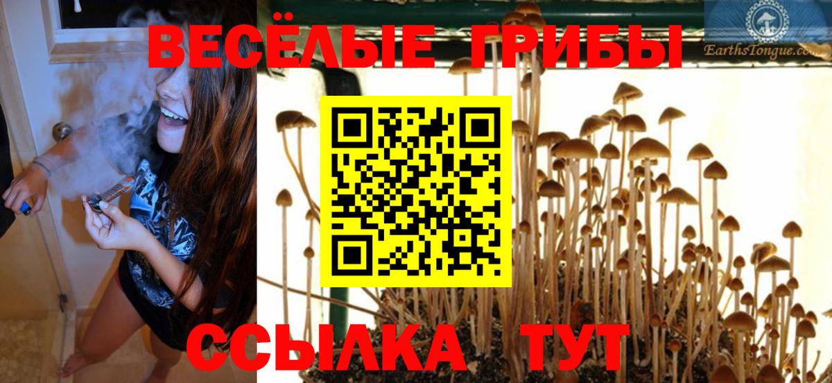 Псилоцибиновые грибы Cubensis Березники